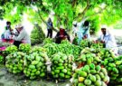 تأثیـر خشـک‌سالی بر میـزان تولید شاه‌میوه میناب / گره خوردن اقتصاد یک هزار و ۱۰۰ خانواده مینابی به انبه