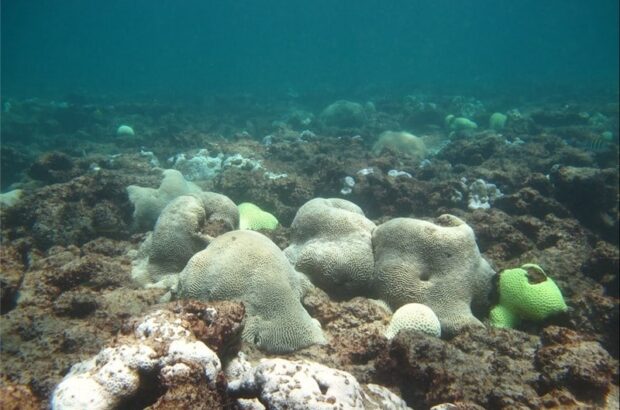 پساب‌‌ بندرعباس و خطر نابودی مرجان‌های خلیج فارس