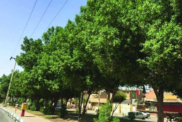 جای خالی درختان مثمر در خیابان‌های بندرلنگه
