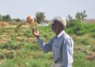 فروش مجدد زمین‌های آبا و اجدادی به کشاورزان قلعه قاضی