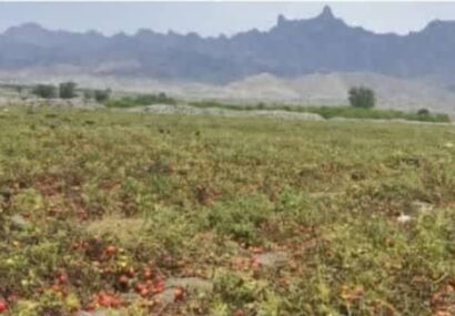 سیل اخیر ۱۱۸میلیارد تومان به کشاورزی میناب خسارت زد