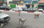 راه‌اندازی کمپ نگهداری سگ های بدون صاحب در بندرعباس