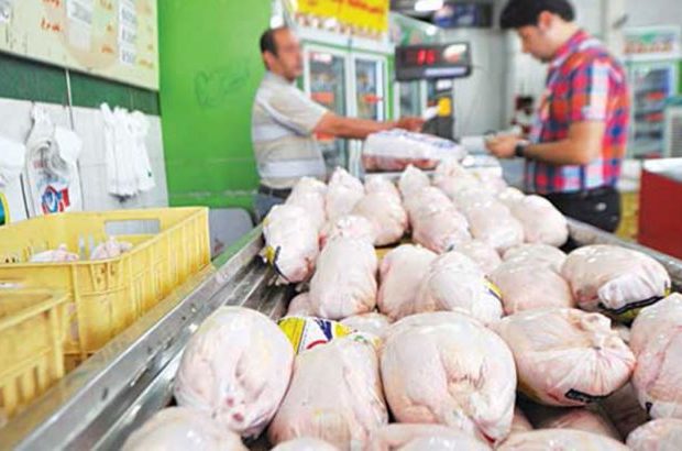 افزایش ۱۳ درصدی تولید گوشت مرغ در هرمزگان