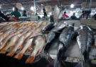 شهروندان بندرعباس از دست فروشان ماهی خرید نکنند