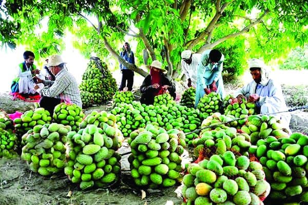 تأثیـر خشـک‌سالی بر میـزان تولید شاه‌میوه میناب / گره خوردن اقتصاد یک هزار و ۱۰۰ خانواده مینابی به انبه