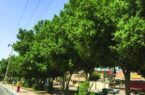 جای خالی درختان مثمر در خیابان‌های بندرلنگه