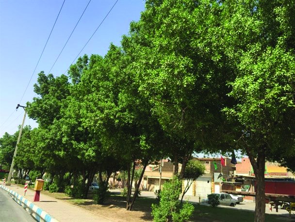 جای خالی درختان مثمر در خیابان‌های بندرلنگه
