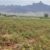 سیل اخیر ۱۱۸میلیارد تومان به کشاورزی میناب خسارت زد